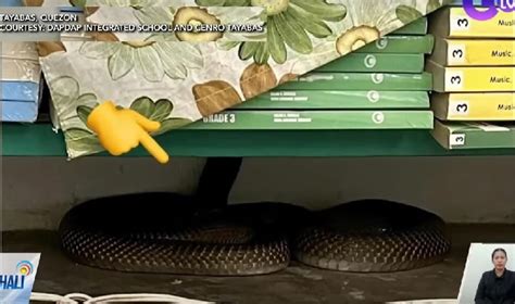 stl payahan sa quezon|Makamandag na Philippine cobra, nakita sa loob ng silid.